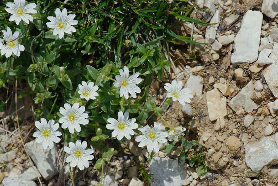 Cerastium latifolium